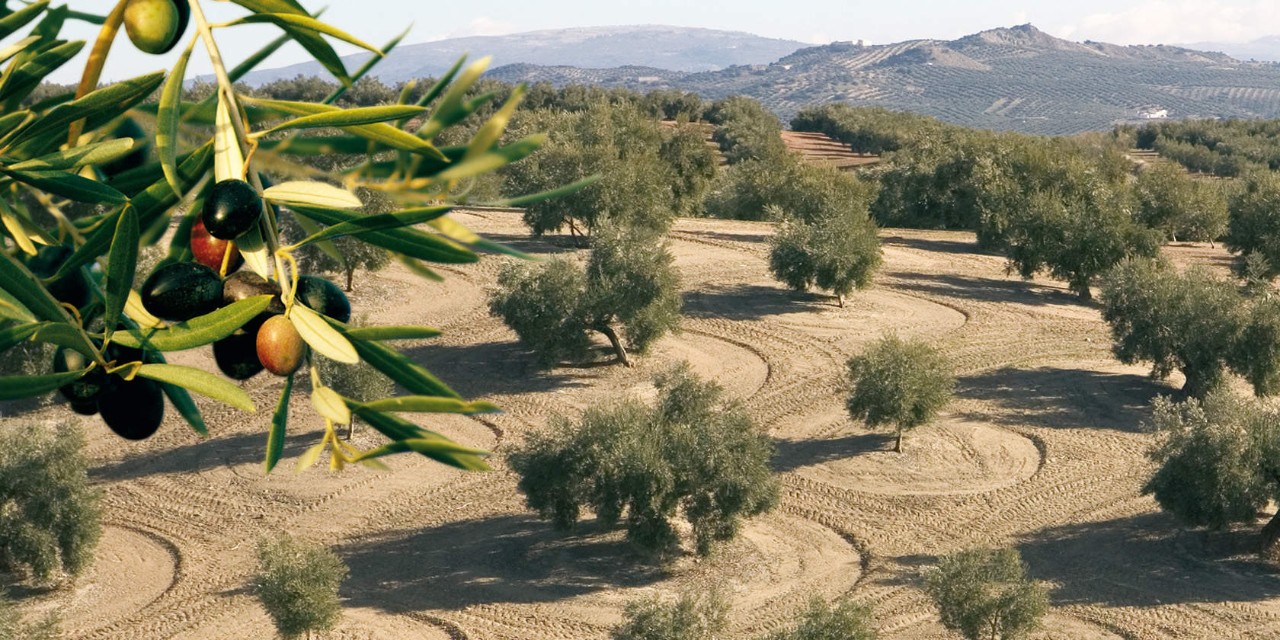 Επιδείξεις ελιάς