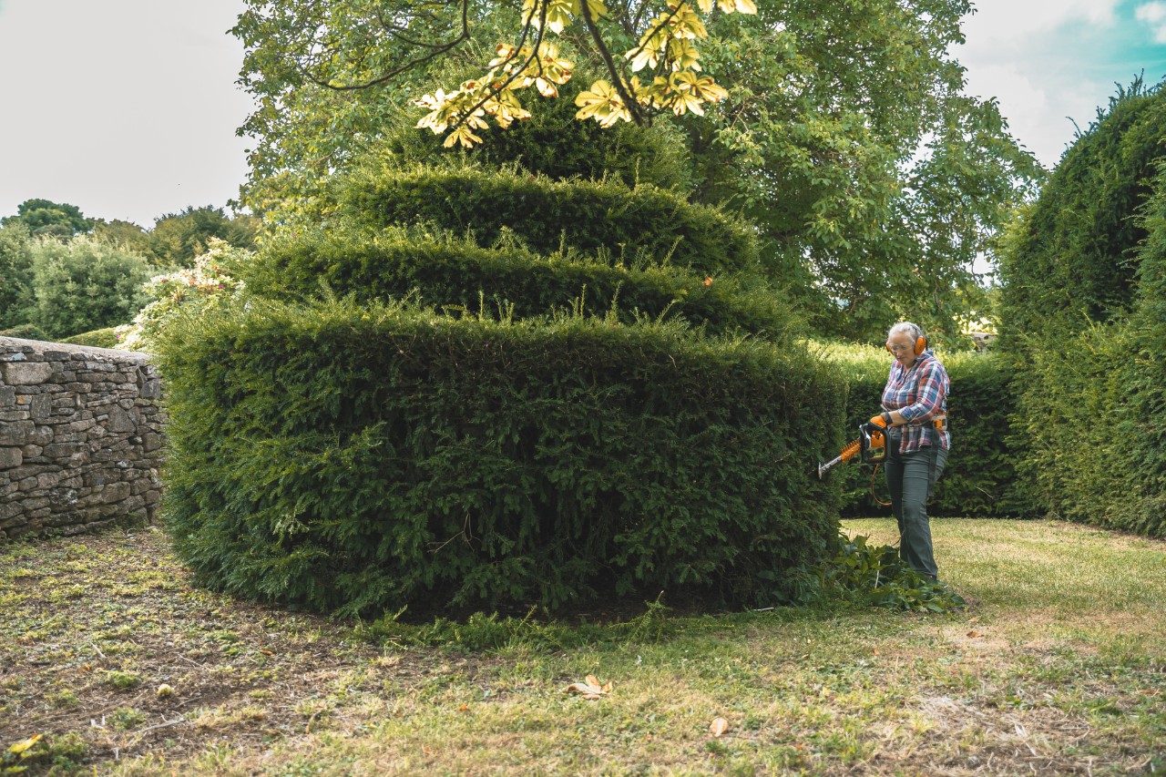 Η Aldetha Raymond κλαδεύει έναν κυκλικό φράχτη με διάφορες διαβαθμίσεις ύψους