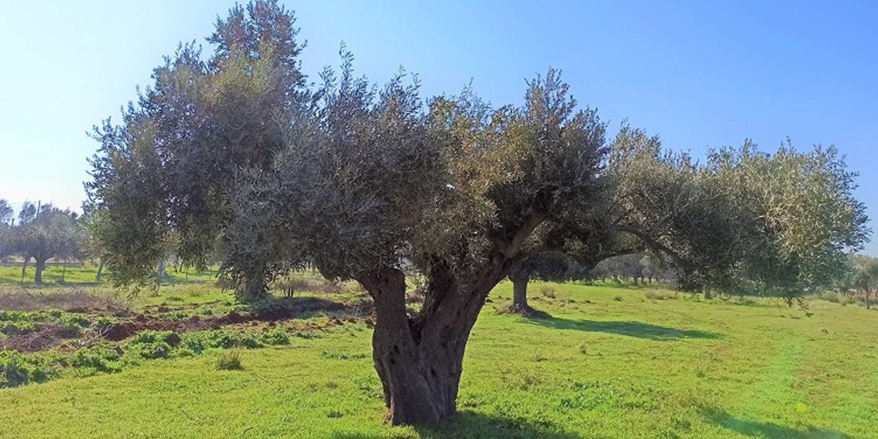 δέντρα ελιάς μέσα σε έναν ελαιώνα