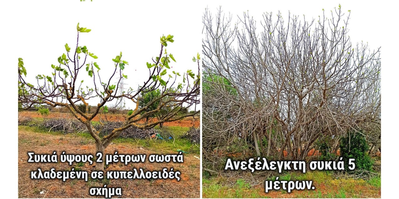 μια συκιά κλαδεμένη σωστά και μία συκιά που δεν έχει κλαδευτεί ποτέ