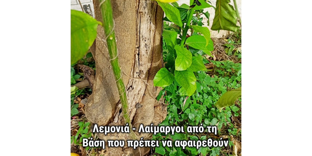 Λαίμαργοι βλαστοί γύρω από λεμονιά