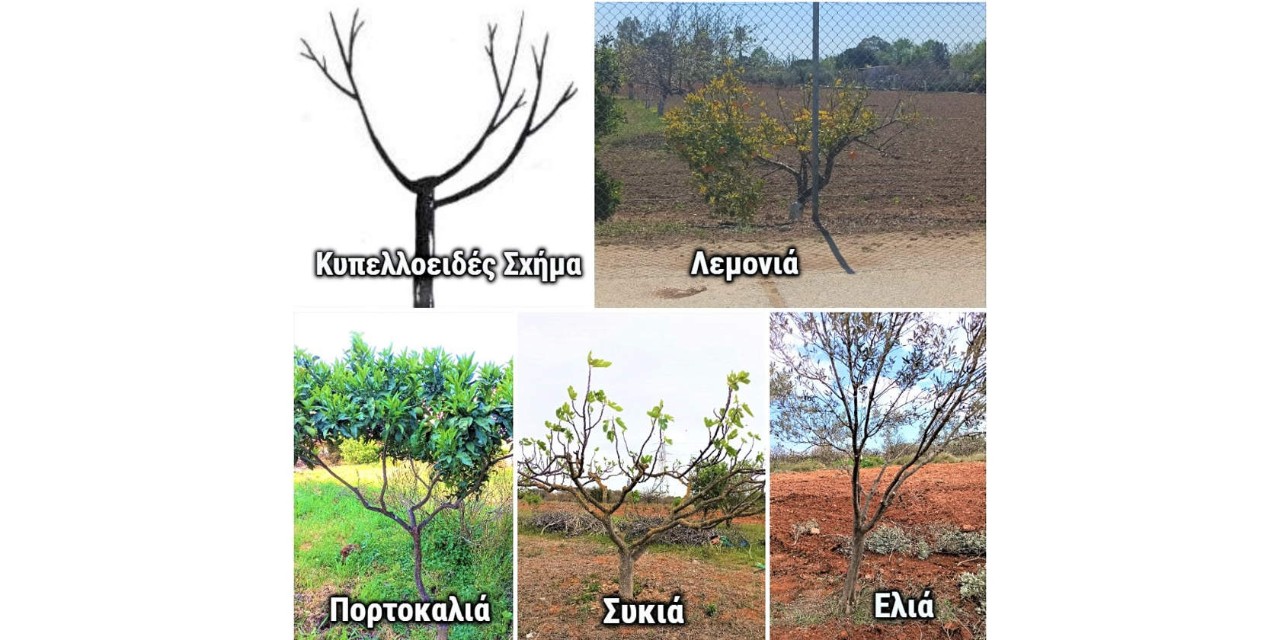 Λεμονιά, πορτοκαλιά, συκιά, ελιά, κυπελλοειδές σχήμα