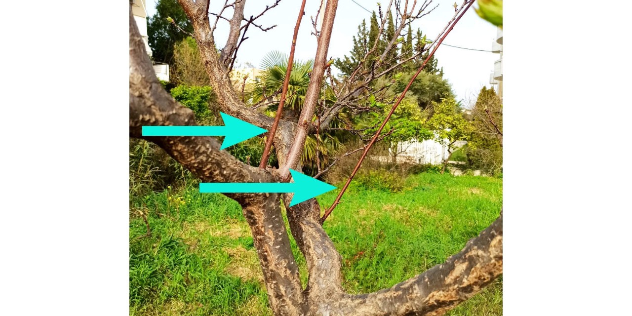 κλαδιά καρποφόρων δέντρων