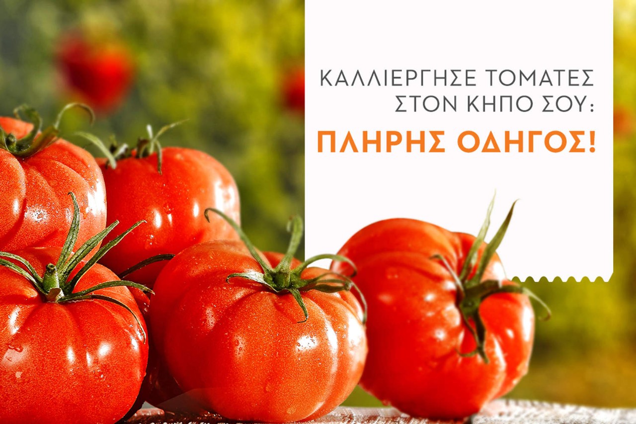 ζουμερές κόκκινες ντομάτες
