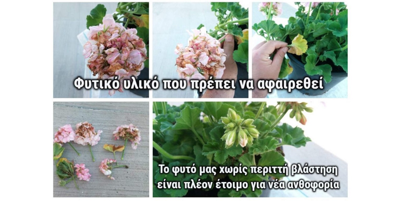 γεράνια σε γλάστρα