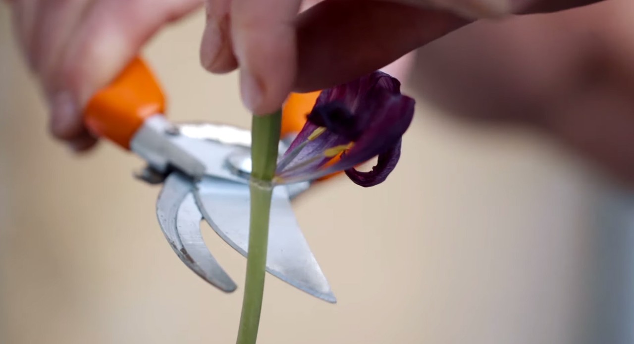 Close-up of a flower stem being cut with secateurs